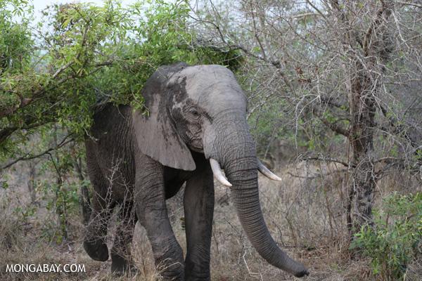 NGOs Call for US Sanctions for Poaching