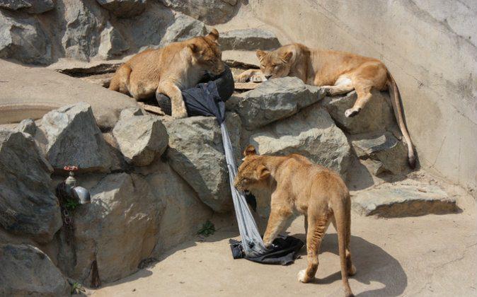 Jeans Designed by Lions and Tigers Are a Win-Win for Zoos