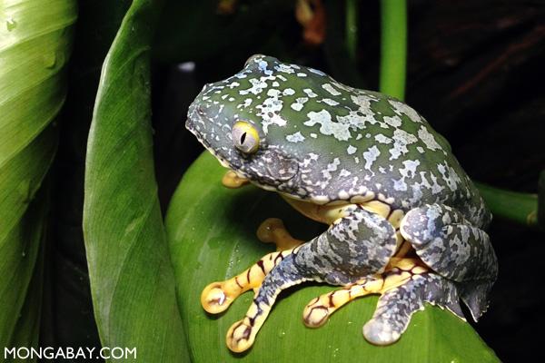 Rainforest Logging Hits Biodiversity Hard