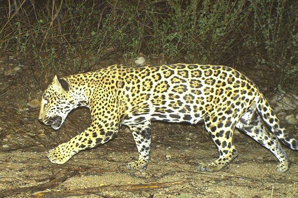 Conservation in Mexico Challenged by Jaguar Deaths