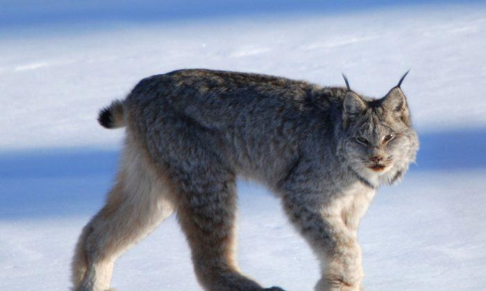 Man Captures Lynx ‘Screaming’ at Each Other in Viral Video