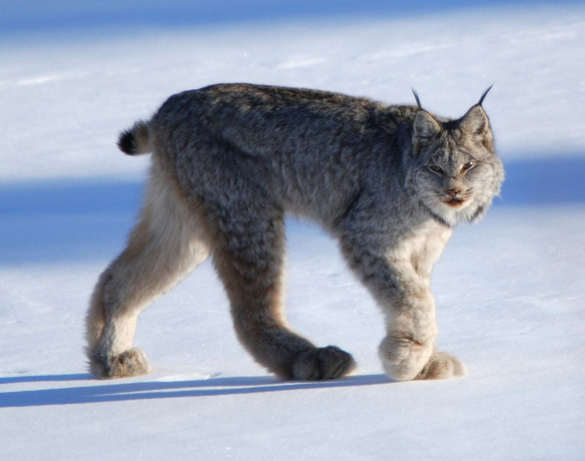 Man Captures Lynx ‘Screaming’ at Each Other in Viral Video