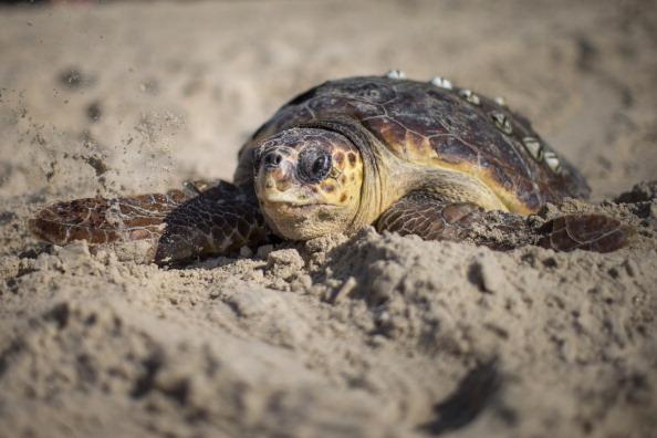 Loggerhead Sea Turtles Catch a Wave