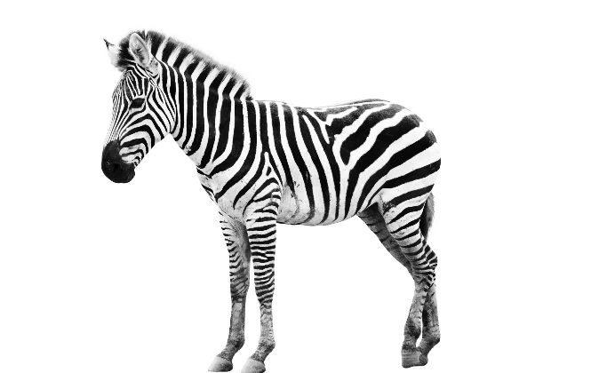 Zebra Stripes Work Like Bug Spray