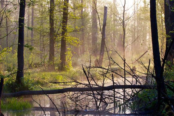 Europe’s Last Untouched Forests