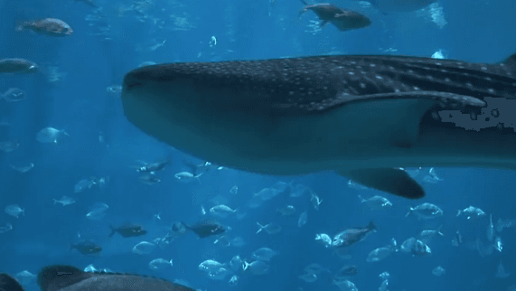 Chinese Fisherman Parades Giant Whale Shark Through Town (Video)