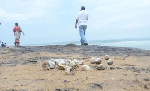 Sea Turtle Nests Still Conservation Issue