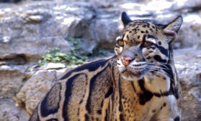 Clouded Leopard Found in Buxa Tiger Reserve
