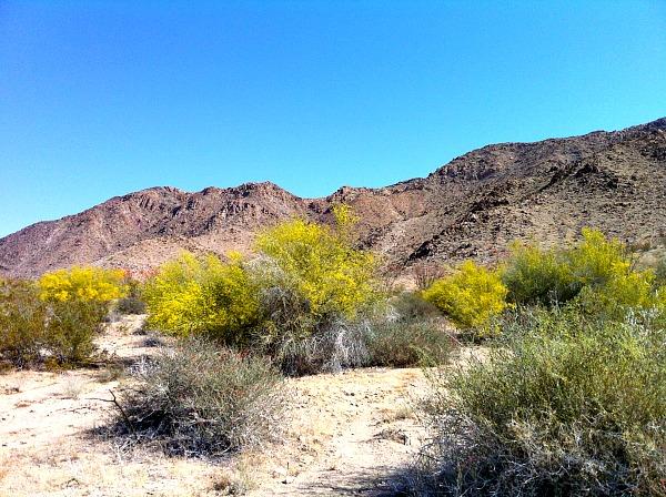 A Joshua Tree National Park Roadside Adventure