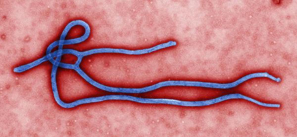 Ebola Virus Linked to Illegal Animal Trafficking?