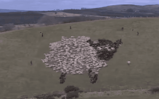 Prancing Llama Herding Sheep and 6 Other Epic Sheepherding Techniques