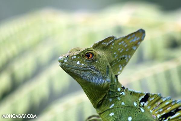 Conservation Marks 10,000 Reptiles Globally