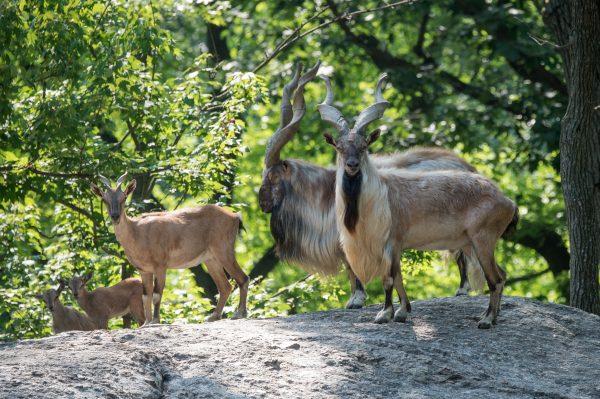 A herd of Endangered Turkmenian Markhor Added to the  Bronx Zoo. (Julie Larsen Maher, Wildlife Conservation Society)