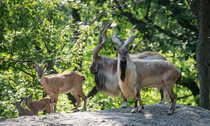 Herd of Endangered Turkmenian Markhor Added to Bronx Zoo