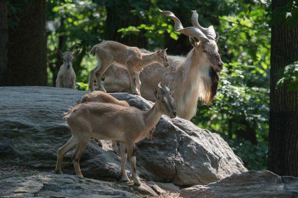Turkmenian Markhors can be seen in their habitats along the Wild Asia Monorail in the Bronx Zoo. (Julie Larsen Maher, Wildlife Conservation Society)