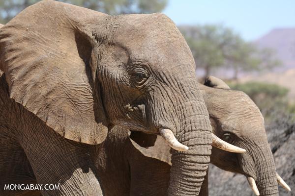New Jersey Bans Elephant Ivory Trade