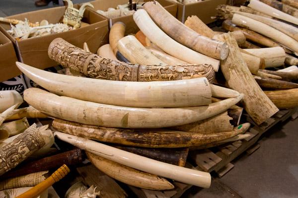 Save Elephants by Closing Ivory Markets