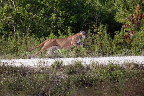 The House’s Continued Assault on Endangered Species