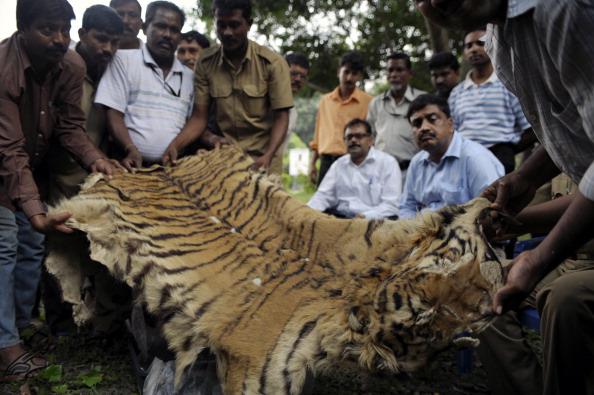 India Biodiversity Seriously Threatened