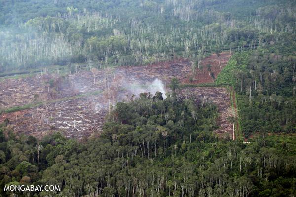 Biomass Burning Threatens Forests And Health