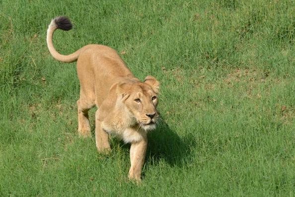 Special Names for Endangered Asiatic Lions in India