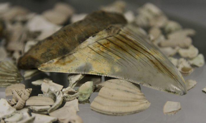 Gigantic Fossilized Shark Teeth Wash Up In North Carolina