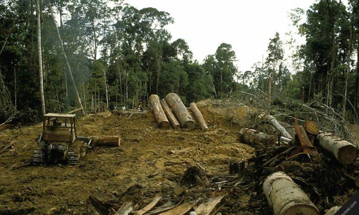 Norway expresses concerns over Chinese timber firm operations in Guyana
