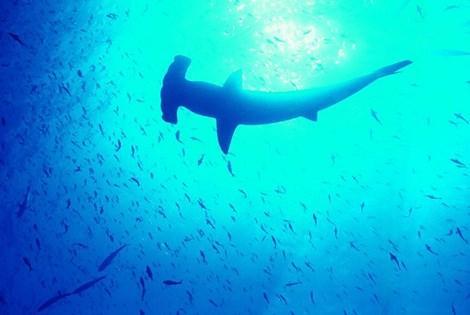 Monster Hammerhead Shark: ‘Old Hitler,’ Harbormaster Legends Gets Focus on Discovery Channel