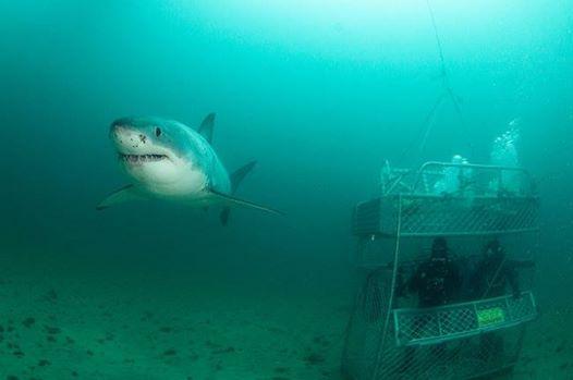 ‘Lair of the Mega-Shark’ Shark Week Program Sees New Zealand Search for Huge Great White Shark