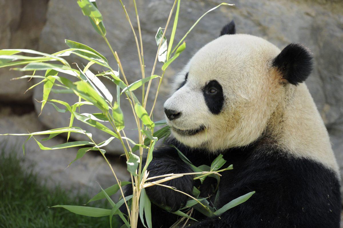 Giant panda Hao Hao eats bamboo leaves in its pen at Pairi Daiza animal park in Brugelette on April 15, 2014. (John Thys/AFP/Getty Images)