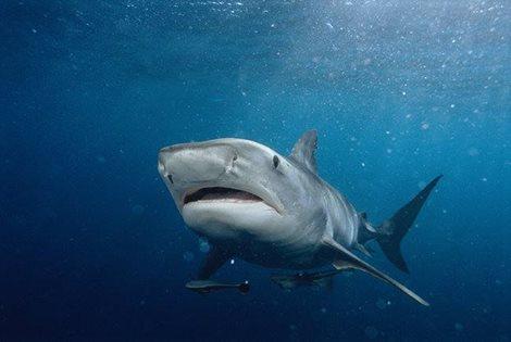 Sharkageddon on Discovery Channel: Kala Alexander on Shark Week Program Exploring Tiger Sharks ‘Invading’ Hawaii