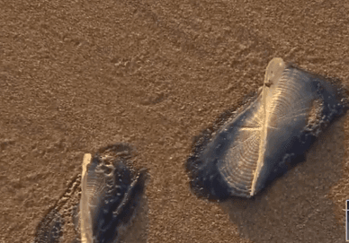 Thousands of Mystery Creatures Invading Beach (Video)