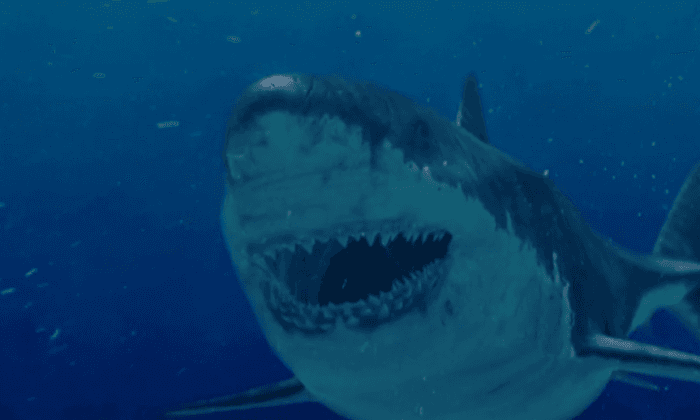 Megalodon Lives? ‘Monster’ Shark Still Alive? Discovery Channel Shows New Evidence on Shark Week