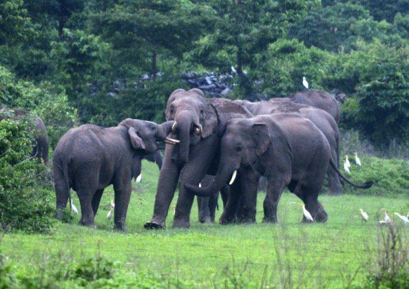 Resolving Elephants/ Human Conflicts in India