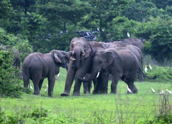 Resolving Elephants/ Human Conflicts in India