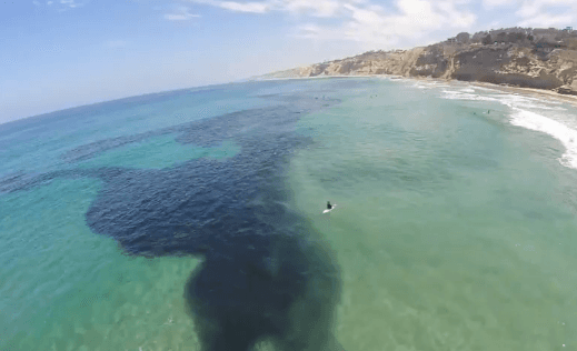 Millions of Anchovies Make Rare Appearance (Video)