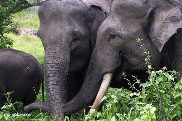 Elephant Poaching Soars as Sumatran Forests Vanish