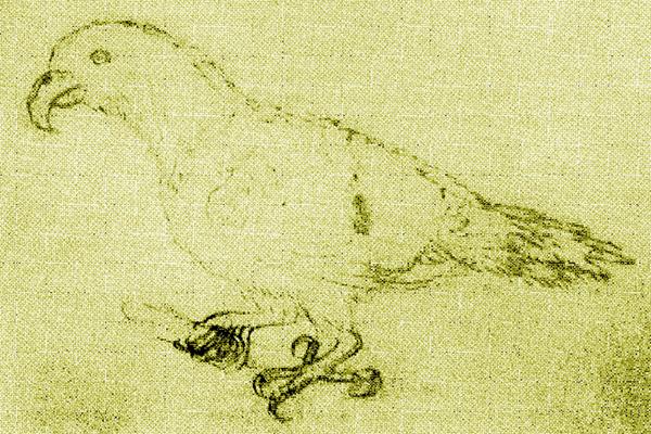 Thirteen Newly Discovered Birds Already Extinct