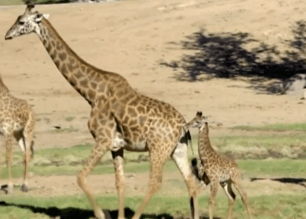 Baby Giraffe Plays Outside for First Time at San Diego Zoo (Video)
