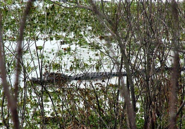 Florida Man Seeks Inspection After Gator Kills Service Dog