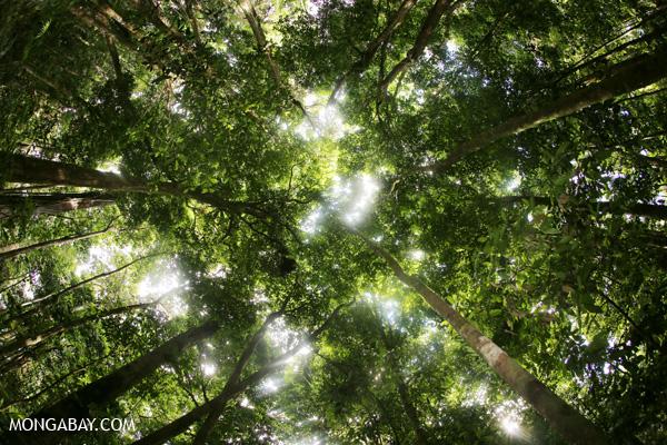 Governors Pledge Massive Cuts In Deforestation