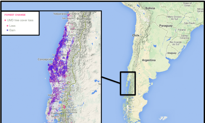Chile in Conflict--What Makes A Forest?