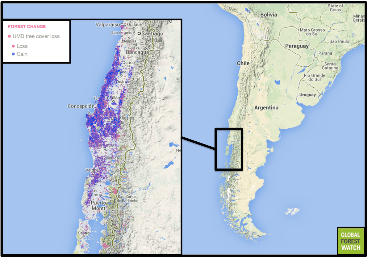 Chile in Conflict--What Makes A Forest?