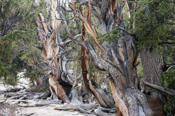The ancient bristlecone pine trees in the White Mountains of the Inyo National Forest near Bishop, Calif. (Gabriel Bouys/AFP/Getty Images)
