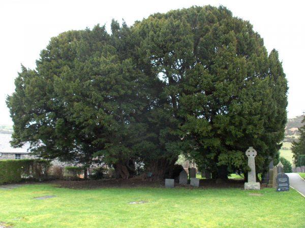 The Llangernyw yew tree in Llangernyw, Conwy, Wales. It is between 4,000 and 5,000 years old. (Stemonitis via Wikimedia Commons)