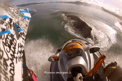 Surprised Skier Glides Over Whale (Video)