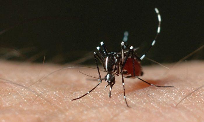 Dengue Fever Spreads in Guangzhou in Southern China
