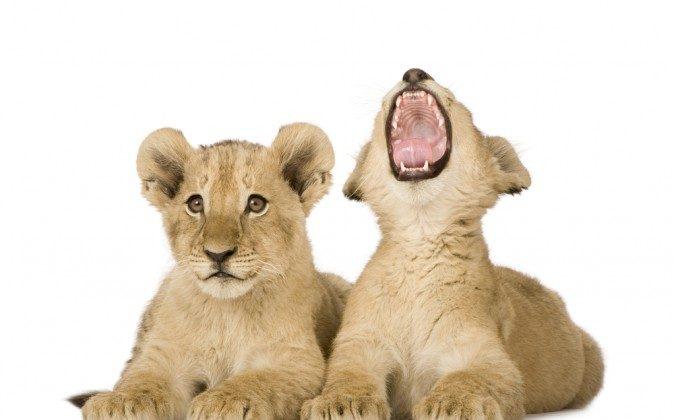 Why Do We Yawn? (It’s Not What You Think...)