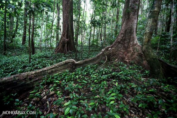 Norway Gives Rainforest Conservation a Hand