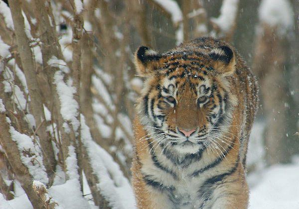  East Russia Logging Cuts Tiger Habitat (Part I)